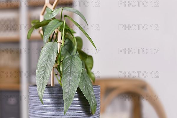 Tropical 'Epipremnum Pinnatum Cebu Blue' houseplant with silver-blue leaves in flower pot