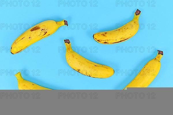 Bunch of small snack bananas on brigh blue background