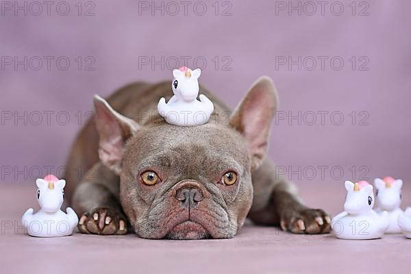 Funny French Bulldog dog with unicorn rubber duck on head