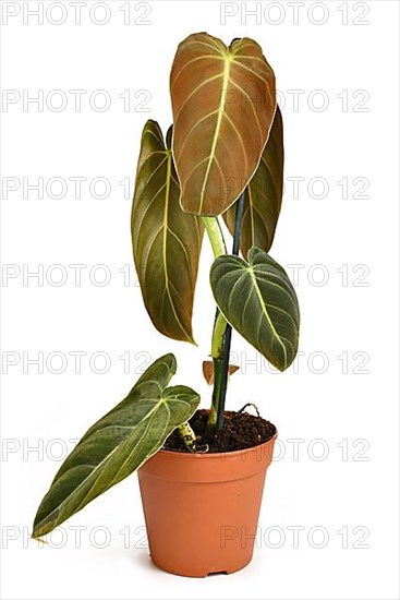 Exotic 'Philodendron Melanochrysum' houseplant in flower pot isolated on white background