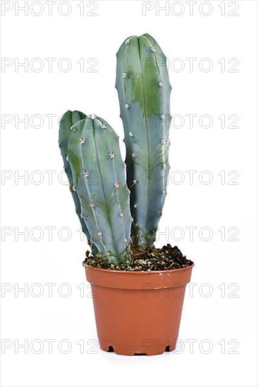 Bluish Cactus