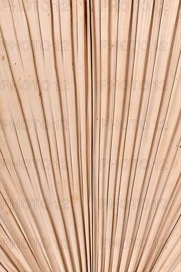 Texture background with close up of dried natural palm tree leaf