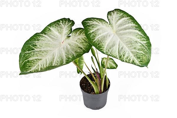 Large exotic 'Caladium Aaron' houseplant with large white and green leaves in flower pot isolated on white background