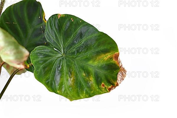 Sick houseplant leaf with dry brown and yellow leaf tips and spots