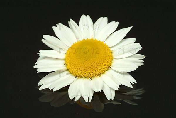 Flower of pellitory