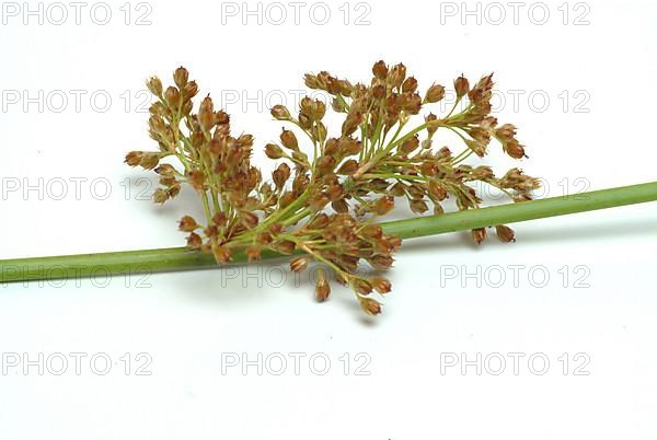 Flower of the fluttering rush