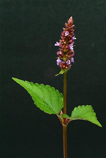 Flower of East Asian Giant Hyssop