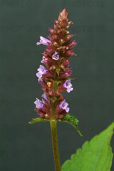 Flower of East Asian Giant Hyssop