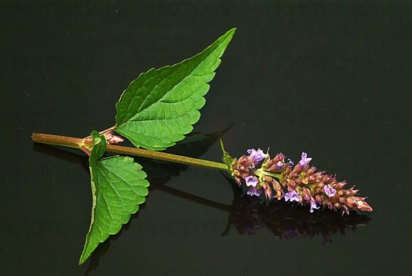 Flower of East Asian Giant Hyssop