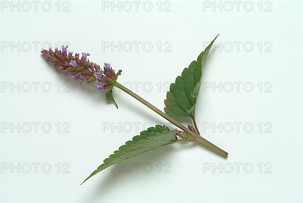 Flower of East Asian Giant Hyssop