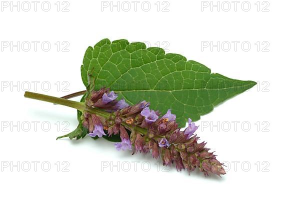 Flower of East Asian Giant Hyssop