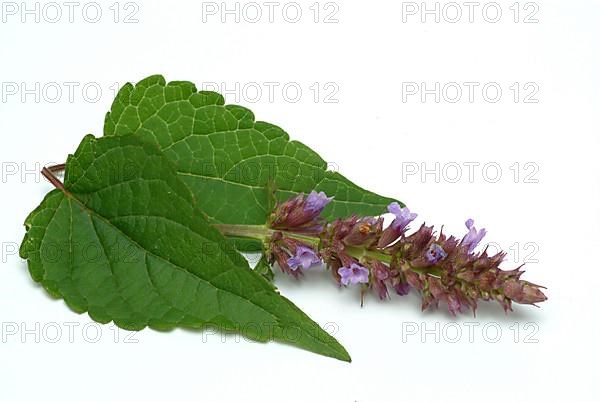 Flower of East Asian Giant Hyssop