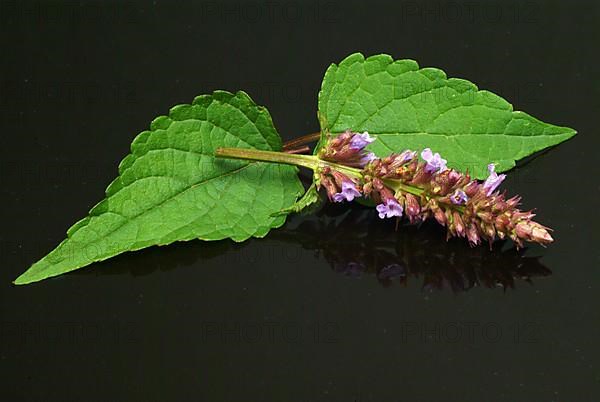 Flower of East Asian Giant Hyssop