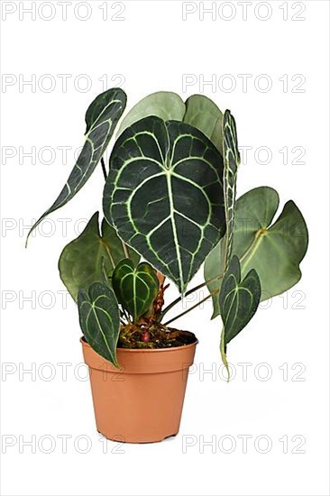 Exotic 'Anthurium Clarinervium' houseplant in pot on white background