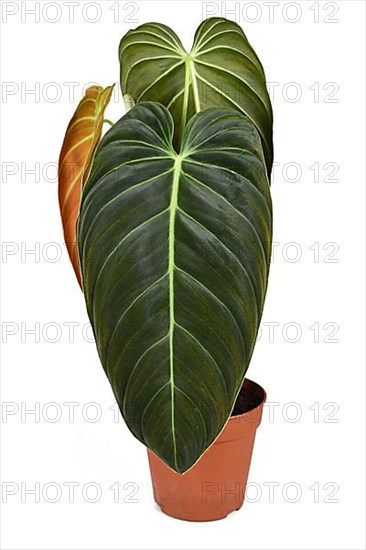 Exotic 'Philodendron Melanochrysum' houseplant with large leaves in flower pot on white background