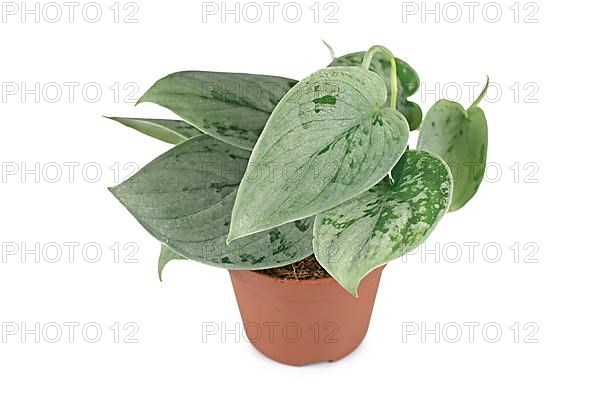 Exotic 'Scindapsus Pictus Silvery Ann' houseplant in pot on white background