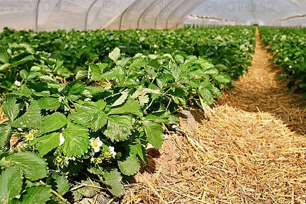 Blooming strawberry fruit plants with withe flowers under tunnel dome greenhouse