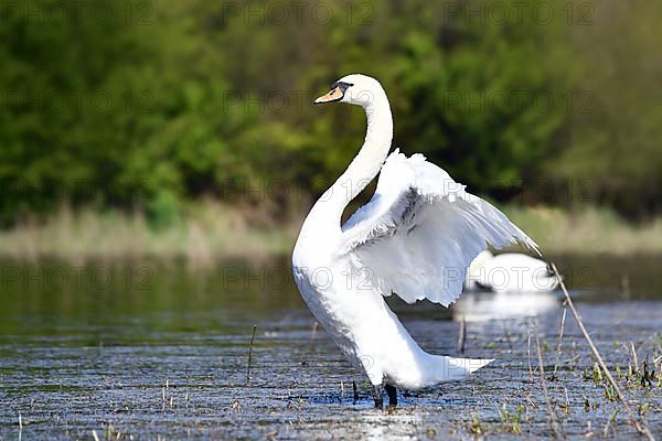 Swan bird flapping wings in lake