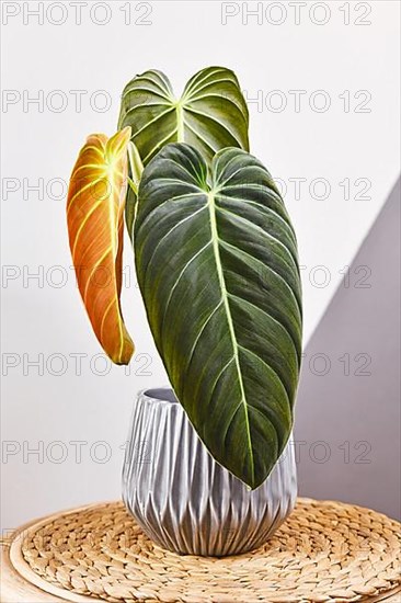 Tropical 'Philodendron Melanochrysum' houseplant with long velvet leaves in flower pot on table