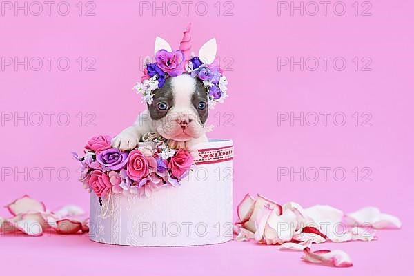 Blue pied French Bulldog dog puppy with unicorn headband with horn peeking out of box with flowers on pink background