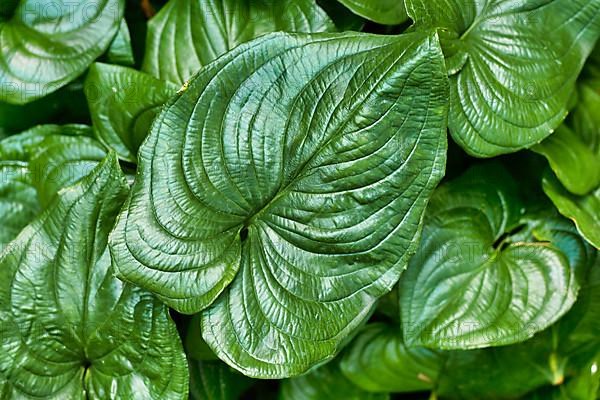 Heart shaped leaf of tropical 'Cyanastrum Cordifolium' plant