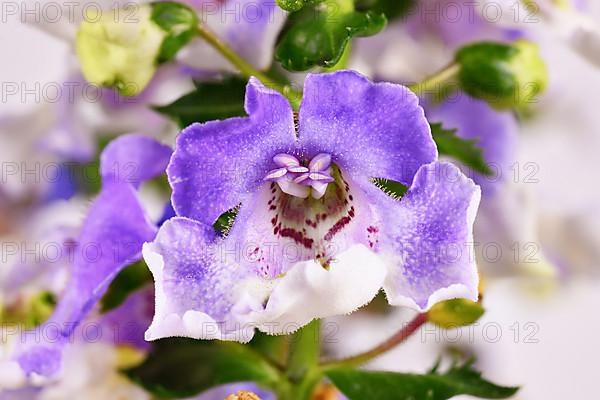 Close up of flower of 'Angelonia Lavender Bicolor' plant with tiny hairs in inner corolla