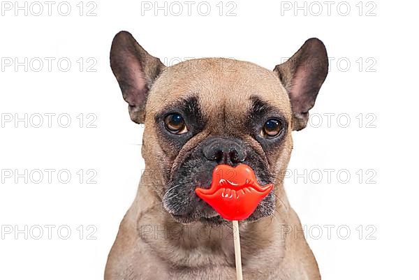 Cute French Bulldog dog with red kiss lips photo prop in front of white background
