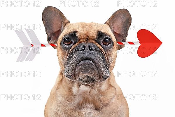 French Bulldog dog struck by cupid Valentine love arrow isolated on white background