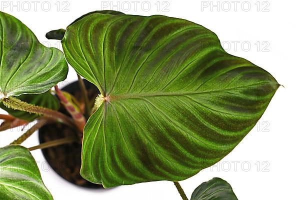 Velvet leaf of tropical Philodendron Verrucosum houseplant on white background