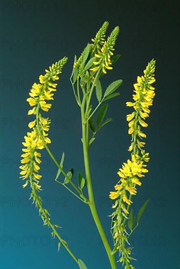 Yellow sweet clover