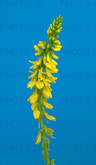 Yellow sweet clover