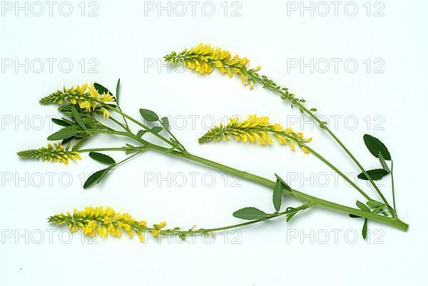 Yellow sweet clover