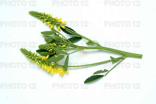 Yellow sweet clover