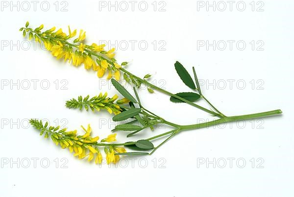 Yellow sweet clover