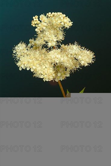 Meadowsweet