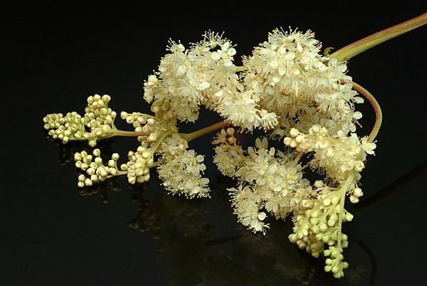 Meadowsweet