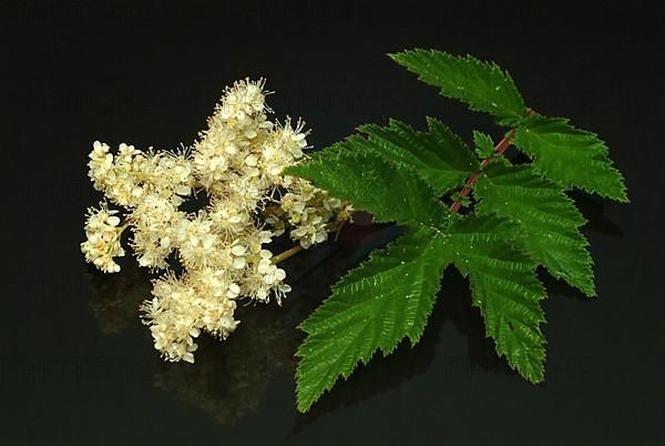 Meadowsweet