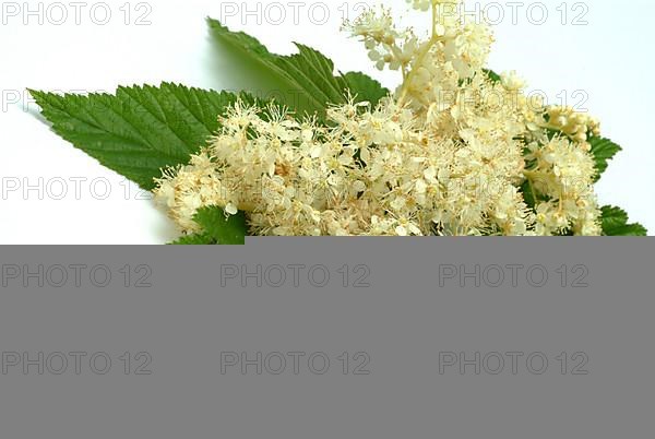 Meadowsweet