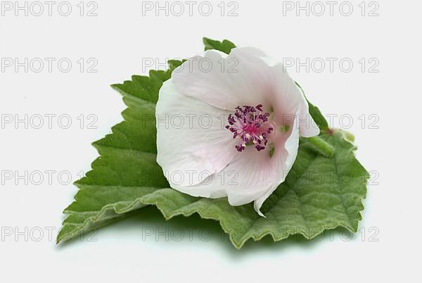 Flower of the marshmallow