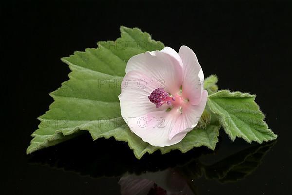 Flower of the marshmallow