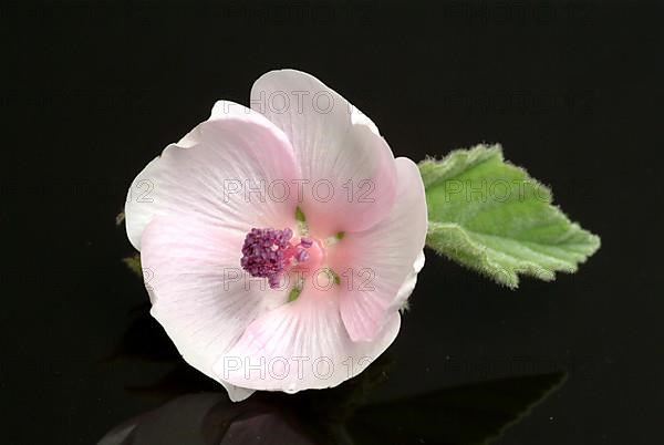 Flower of the marshmallow