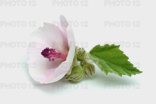 Flower of the marshmallow