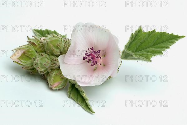 Flower of the marshmallow