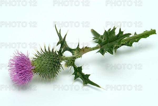 Flower of the common thistle