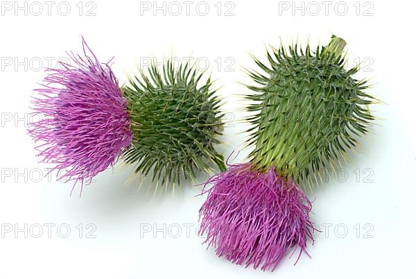 Flower of the common thistle