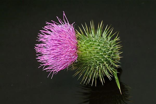 Flower of the common thistle