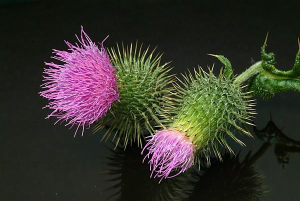 Flower of the common thistle