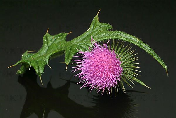 Flower of the common thistle