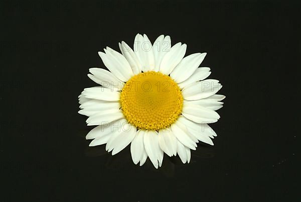 Flower of pellitory