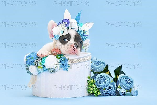 Blue pied French Bulldog dog puppy with unicorn headband with horn peeking out of box with flowers on blue background